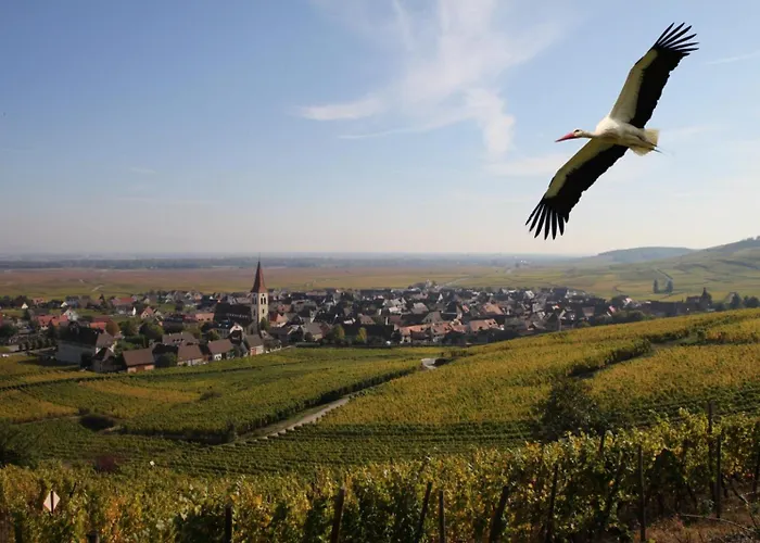 Les Chambres Du Vignoble Ammerschwihr photo